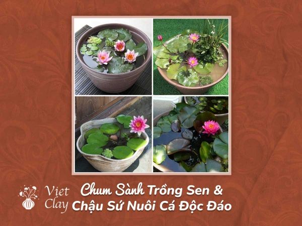 ban-chau-sanh-trong-cay-sen-nuoi-ca-canh