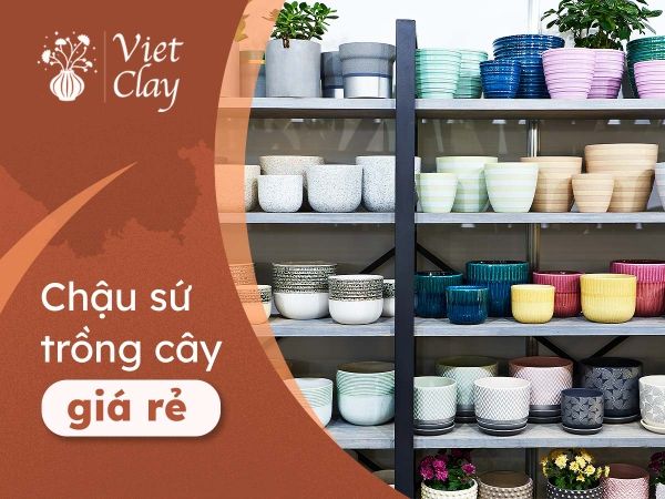 chau-su-trong-cay-gia-re-dep