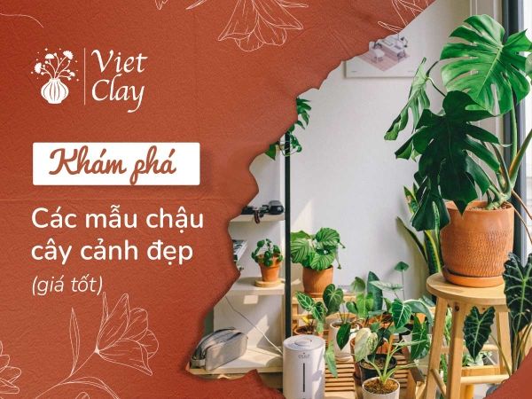 gia-chau-cay-canh-co-lon